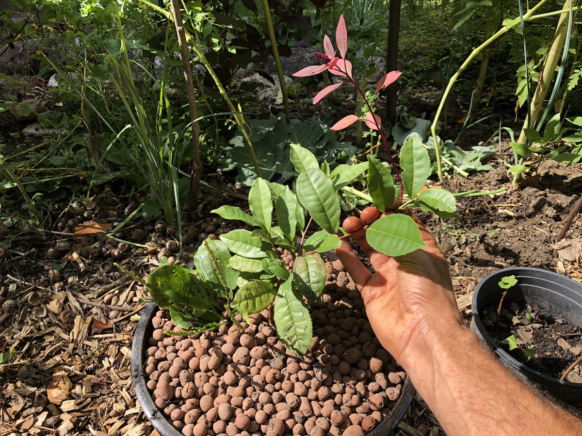 TeaSwallow's tweet image. Third up-potting this summer. This little bush is so vigorous. I managed to keep its little friend in place (or maybe they’re enemies. They don’t talk to me)