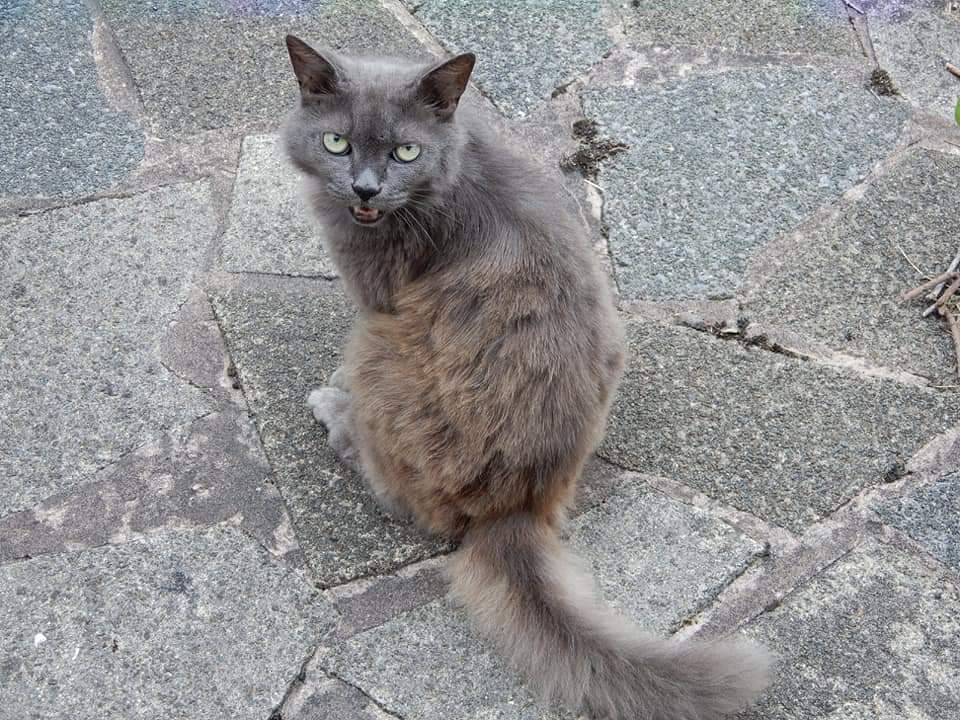 Missing Pets GB tweet media