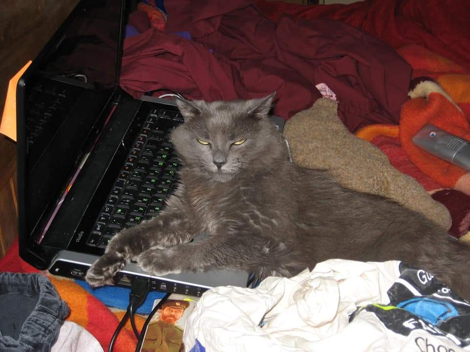 Missing Pets GB tweet media