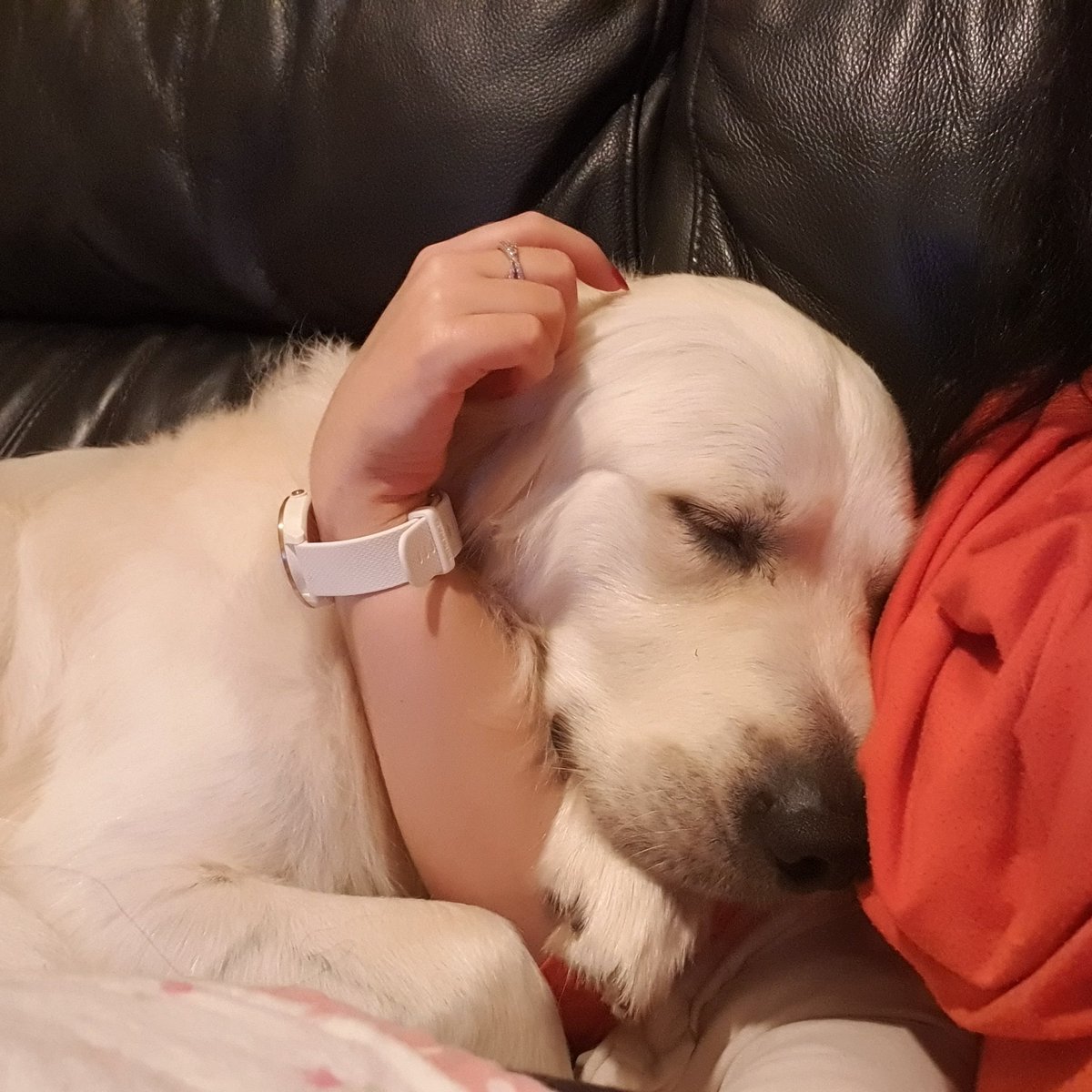 @CuteGoldens when you've been away for a few days and your fur baby wont leave your side 🥰🐾🐾
#GoldenRetriever #Goldenretrievers #furbaby #furbabies #mummysboy #cuddles #furbabylove