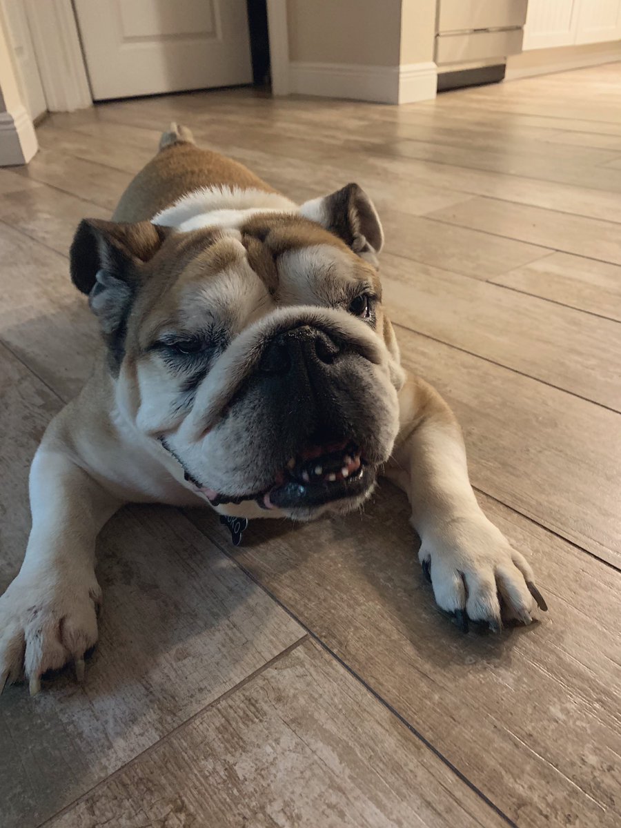 GinaMBenitez's tweet photo. This nice little breeze got him all like π€€ since he can finally breathe a little easier #bulldogprobs https://t.co/Bute1N44Rw