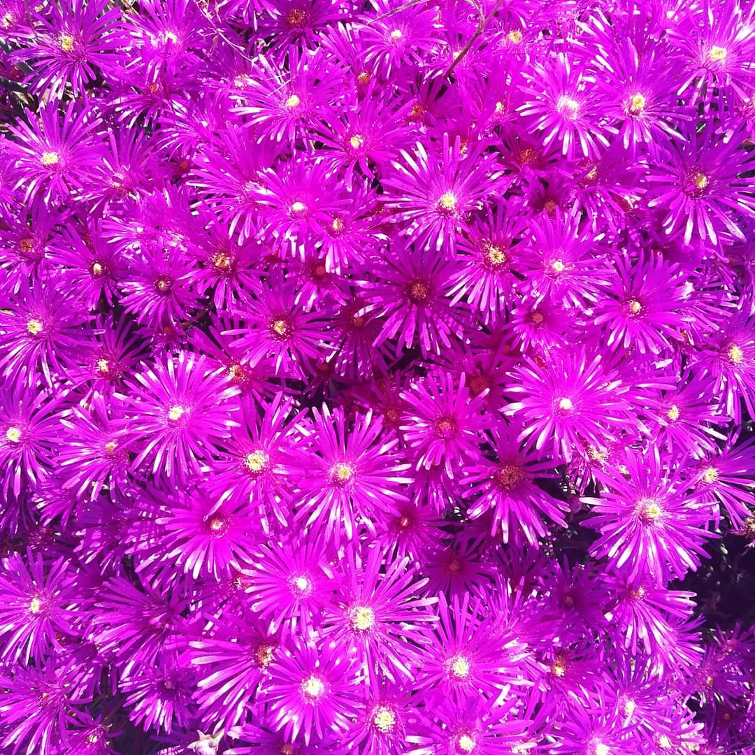LotrietMuhMuh's tweet photo. Species that Cape Town is rich in
@acdblab @Ross69861149
#botexcursion2019
#transmittingbotany https://t.co/6keO6FpMI6