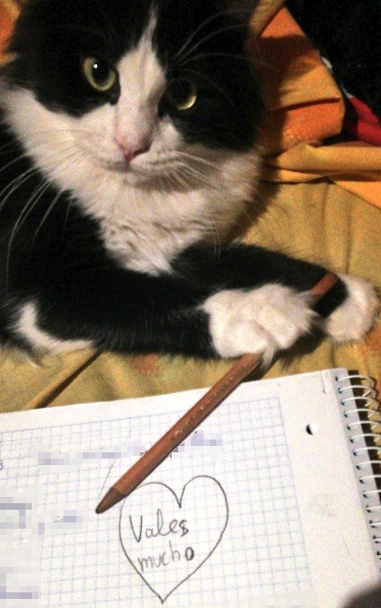 san_scaly's tweet photo. Mira el mensaje que tiene mi gato para ti. https://t.co/BIPh391T7s