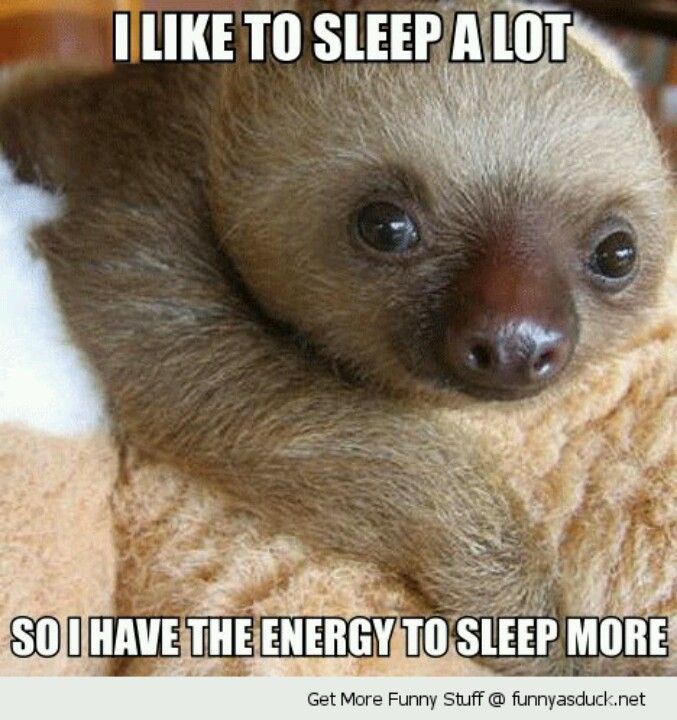 sunnyflower20's tweet photo. @dportch15 @Stormancepoet This is me #sleepingsloth #cancerfatigue https://t.co/ooBrGMYAX5