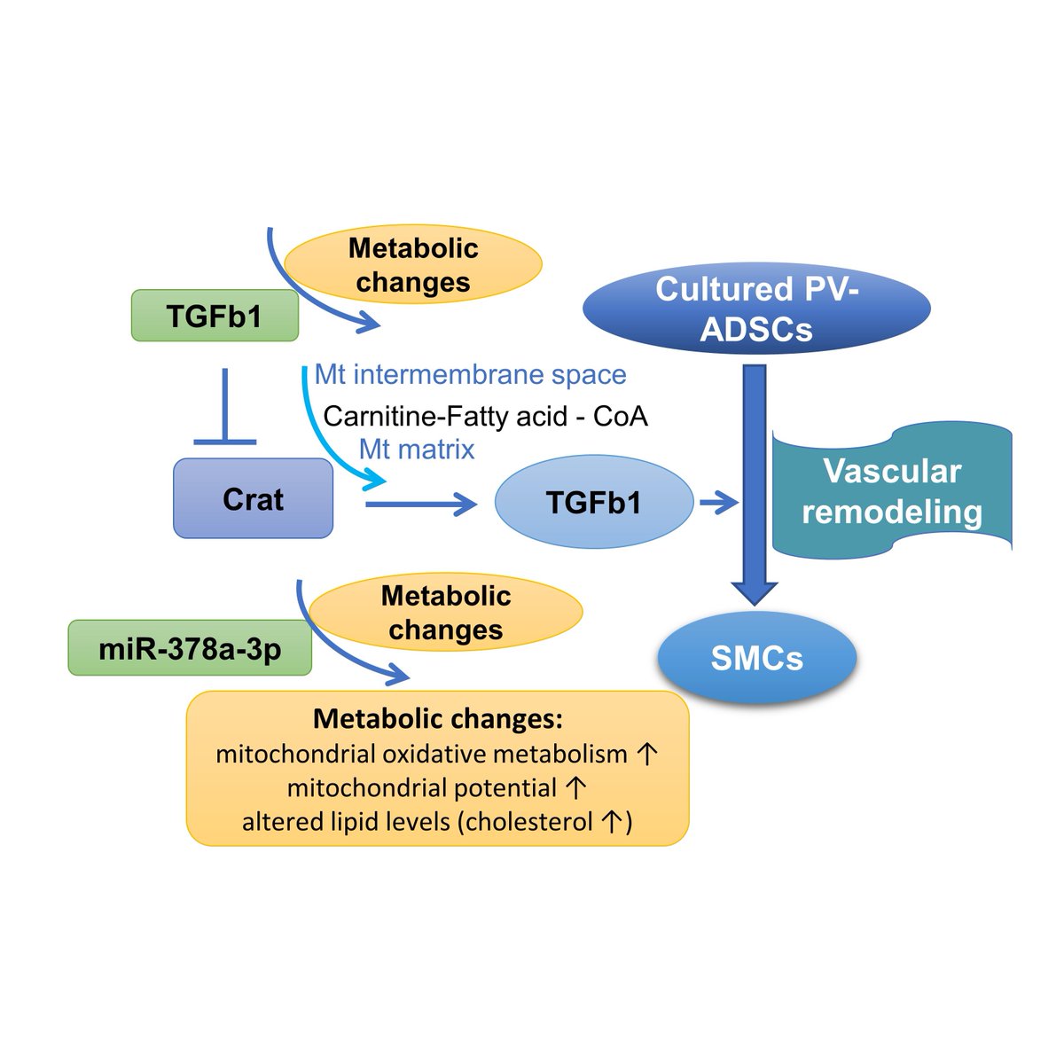 atvbahajournals's tweet photo. Join ATVB tomorrow for #twitterchat! We will be discussing Single-cell RNA-sequencing and Metabolomics Analyses Reveal the Contribution of Perivascular Adipose Tissue Stem Cells to Vascular Remodeling with @MiduoerGu https://t.co/Y4zsFXNLwS