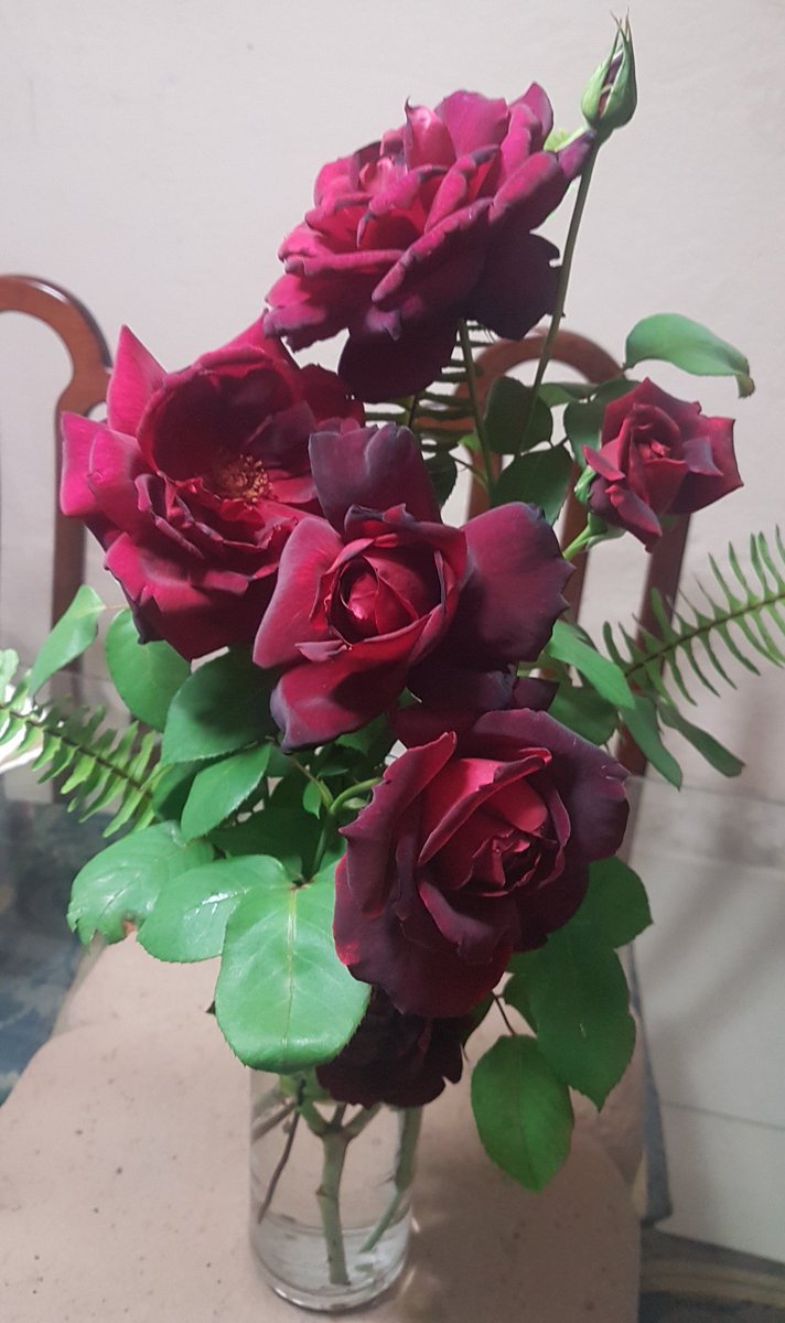 LilyInTheSunset's tweet photo. Roses for a Lily #BlackPrince #FromMyGarden #GraySunset #RainyDay #Cloudy https://t.co/XrccMYQOpm