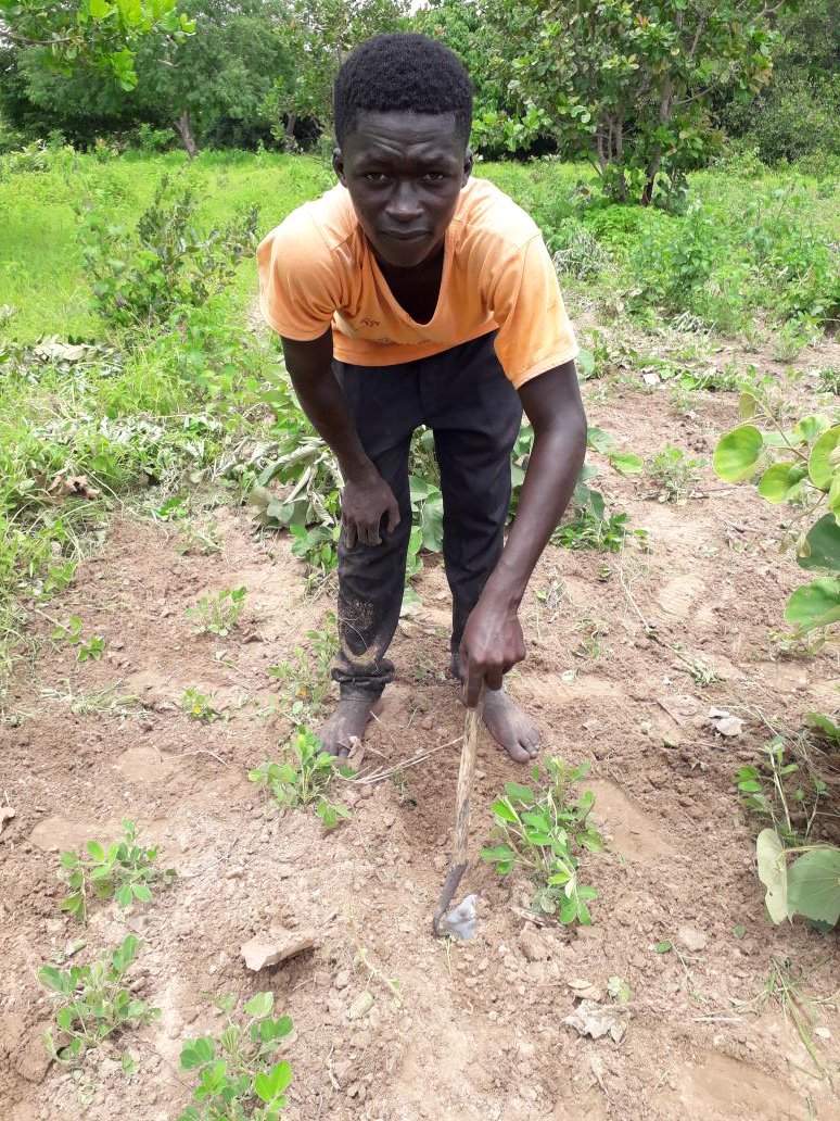BaddyJabang's tweet photo. Framing groundnuts lol I love agriculture https://t.co/ihJNjzGU3R