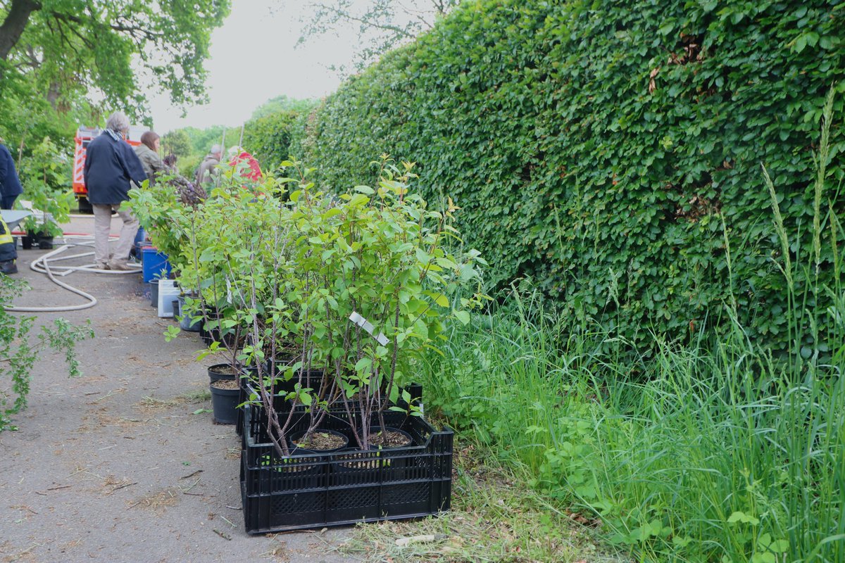 #Einheitsbuddeln in Bönningstedt: citizens-forests.org/aufforsten-zum…