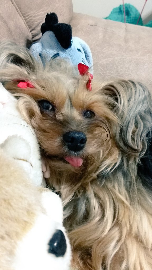 sad_taurus's tweet photo. AIN MEU DOG É PERFEITO DEMAIS ❤️😍😍❤️
#DOGUIN https://t.co/QKqWBeORQg