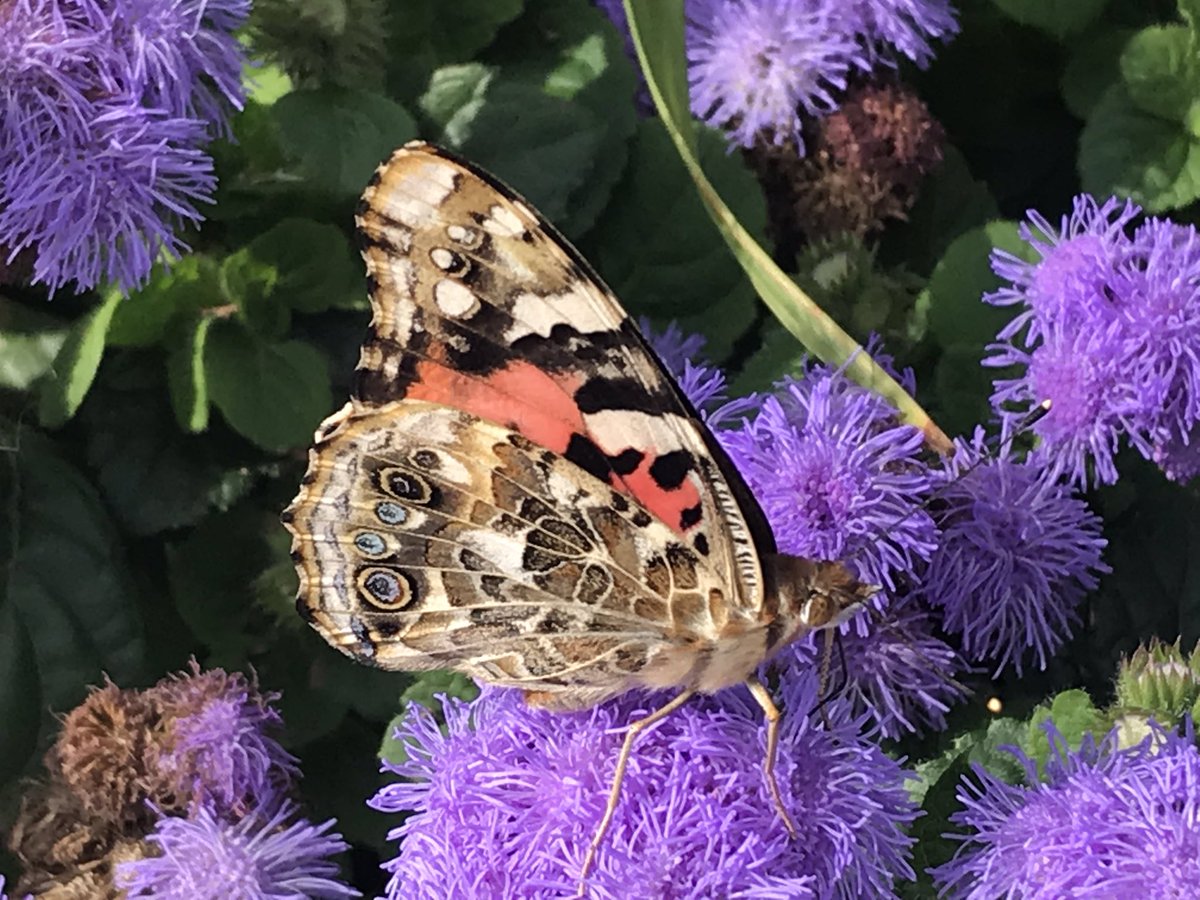 Myrna Driedger tweet media