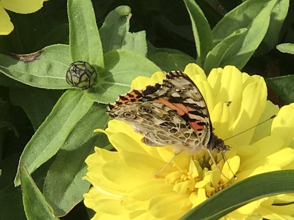 Myrna Driedger tweet media