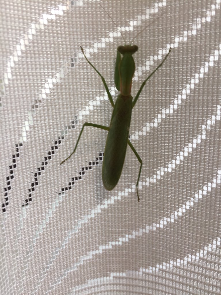 Ken 1 30 土 巡音ルカ生誕祭 Pa Twitter おはようございます 今日は朝からハラビロカマキリ 小さいけどこれで成虫 が我が家に遊びに来ていました 寄生虫検査 やり方は簡単です をしたら ハリガネムシが1匹出てきたので駆除してあげました アレがカマキリの体内に