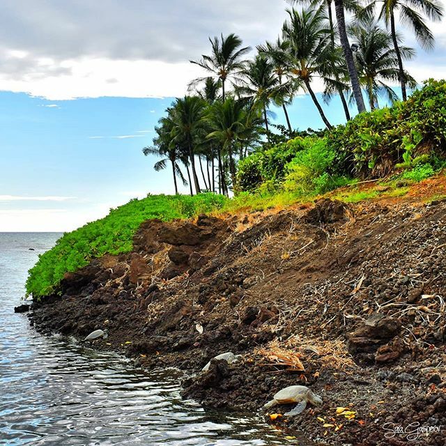 🐢
.
.
.
.
.
#hawaii #aloha #hawaiilife #travel #beach #bigisland #ocean #hawaiian #photography #nature #honu #islandlife #seaturtles ift.tt/2lApk4F