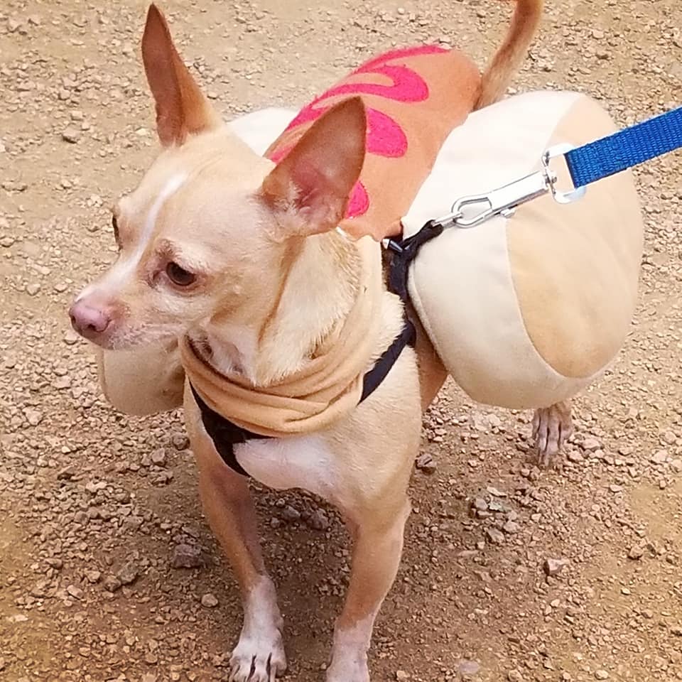 DogDaysDenton's tweet photo. PSA- #DogDaysofDenton is coming up on Saturday Oct 5th 9AM-3PM @ the North Texas Fairgrounds! See you there 🐶🐾
#denton #dentontx #UNT #TWU #wddi #dentoning https://t.co/WnNAW4ycyo