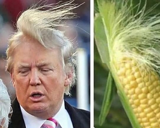 #DonaldTrumpsPetPeeves
Corn wears it better