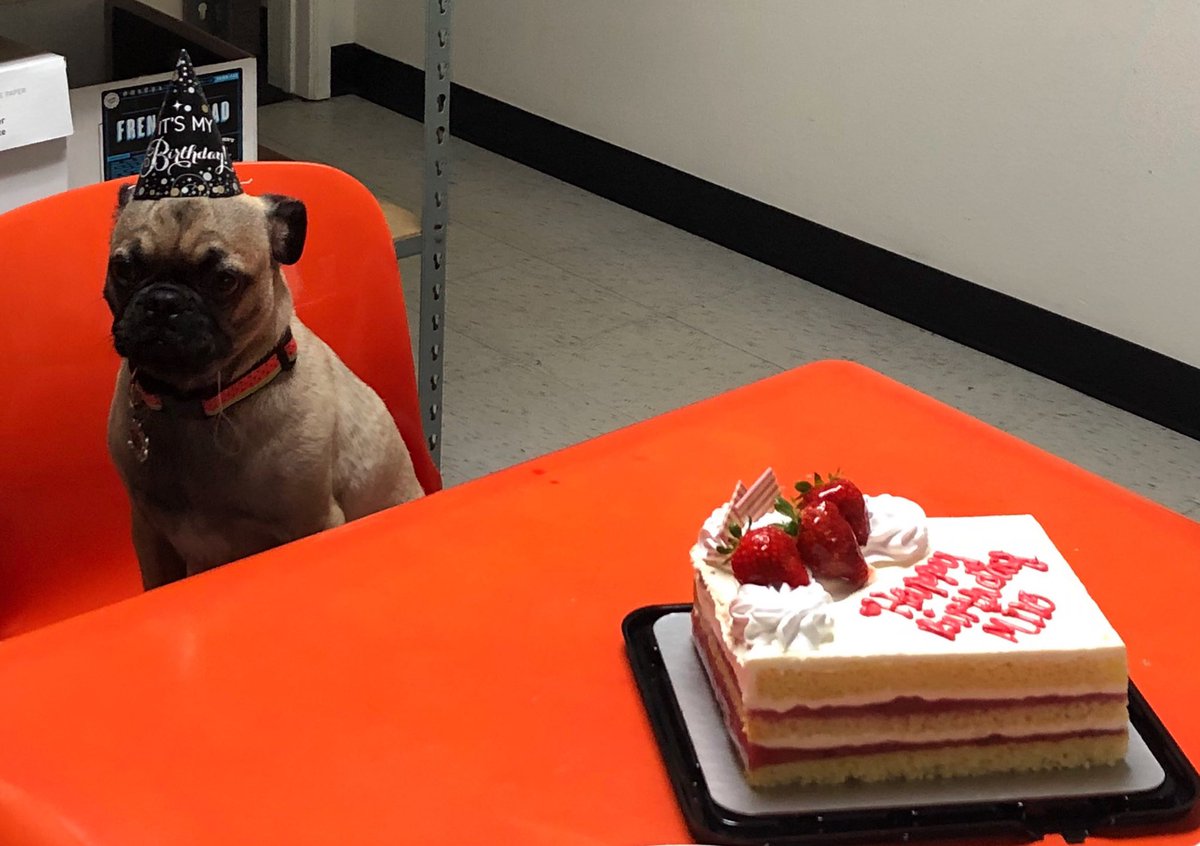 KARMELSHUTTLE's tweet photo. Happy Birthday to the best mascot around 🥳🎉🐶🐾🎈#karmelshuttle #eztours #milothepug #socaltransportation #socaltravel https://t.co/LQXhqIB8tY