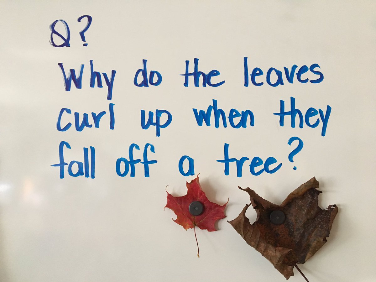 GlendaBensonSPS's tweet photo. Student C brought in a leaf to share with his peers in KAB @StirlingPS today. He talked about where he found the leaf and what colour it was . Other students shared their knowledge about leaves and then they were asked this question ...#studentsharing #whatdoweknowaboutleaves https://t.co/KSiz3jLcBf