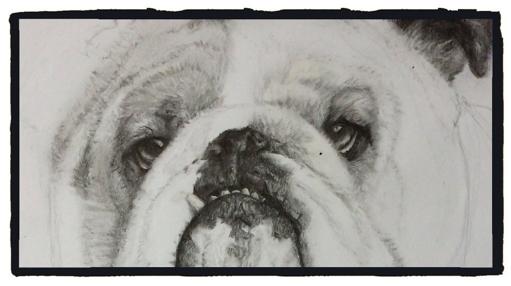 Ilovecolouring's tweet photo. Bulldog – w.i.p. https://t.co/FmrEUxmT29 https://t.co/oTxolTm3Qh