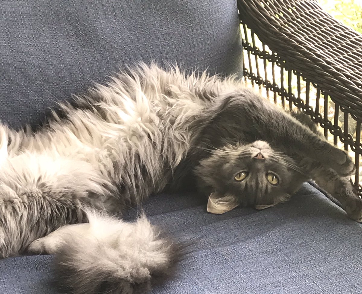 kingdom_mimi's tweet photo. Frankie strikes a pose #stretchycat #CatsOfTwitter https://t.co/lOef4qfvey
