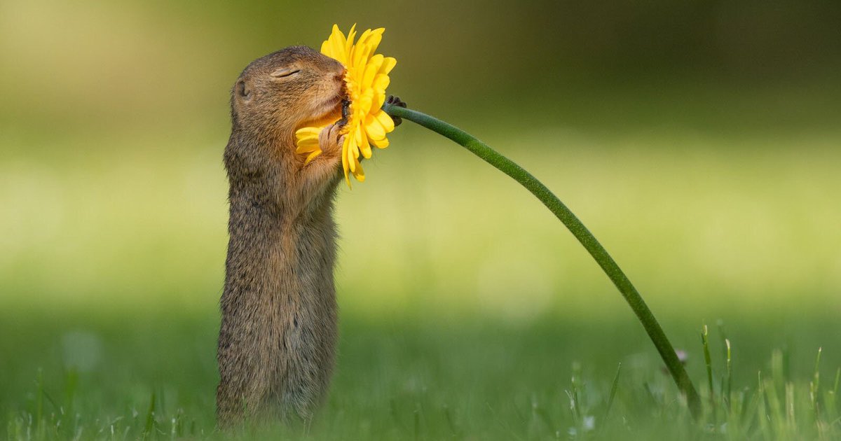 MeredithFrost's tweet image. Heres a squirrel sniffing a daisy in Vienna, Austria. (Photo: Dick van Duijn) bit.ly/2m2ZPZk
