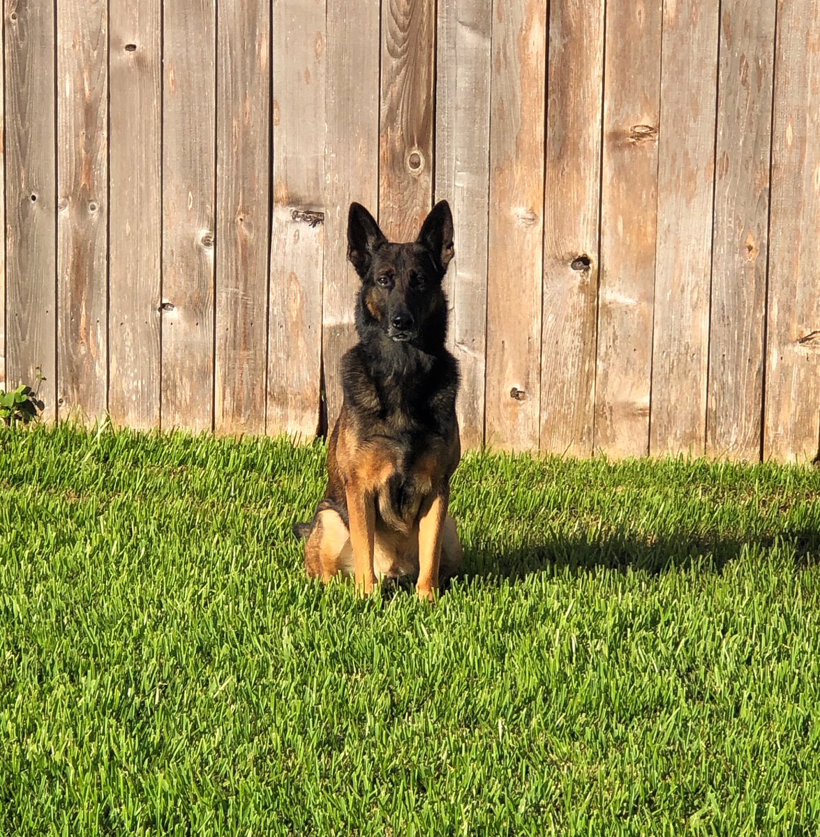 It’s #workingdogwednesday!  #k9evo #worrybrows