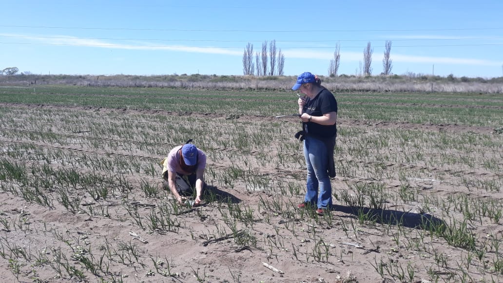 Pe_Alejandro07's tweet photo. 1er muestreo en el ensayó de #cebolla en la campo experimental de H. Ascasubi #INTA con aplicación diferencial de #nitrogeno con seguimiento de #Sentinel2. #LAI #Fcover #spad #clorofila @ProfertilNutri @CopernicusLand @INTAInforma https://t.co/ZhoalYBP1Z