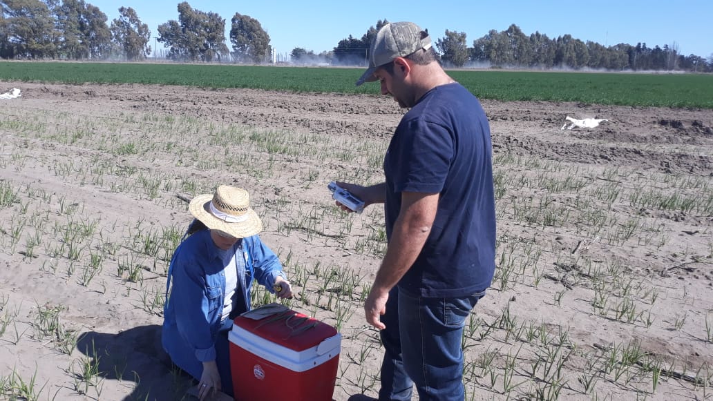 Pe_Alejandro07's tweet photo. 1er muestreo en el ensayó de #cebolla en la campo experimental de H. Ascasubi #INTA con aplicación diferencial de #nitrogeno con seguimiento de #Sentinel2. #LAI #Fcover #spad #clorofila @ProfertilNutri @CopernicusLand @INTAInforma https://t.co/ZhoalYBP1Z