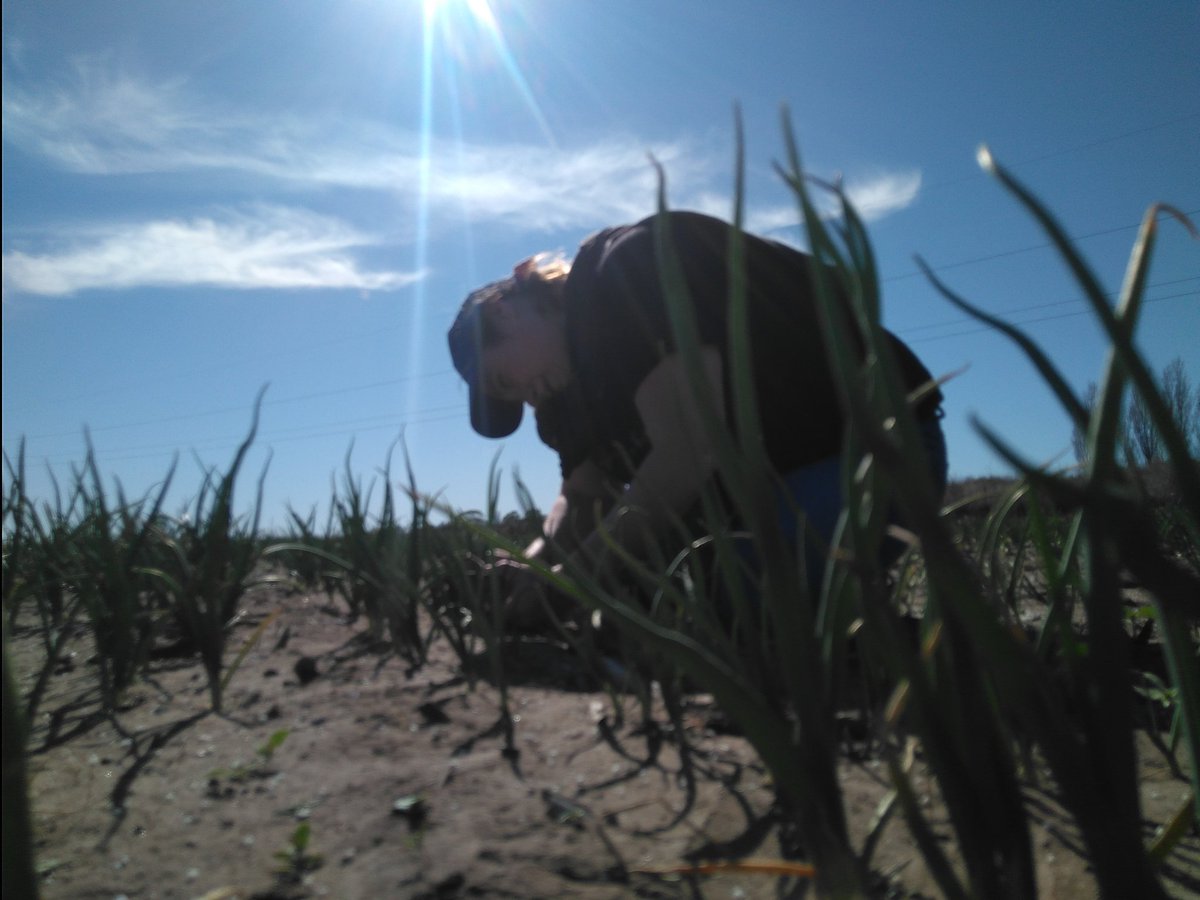 Pe_Alejandro07's tweet photo. 1er muestreo en el ensayó de #cebolla en la campo experimental de H. Ascasubi #INTA con aplicación diferencial de #nitrogeno con seguimiento de #Sentinel2. #LAI #Fcover #spad #clorofila @ProfertilNutri @CopernicusLand @INTAInforma https://t.co/ZhoalYBP1Z