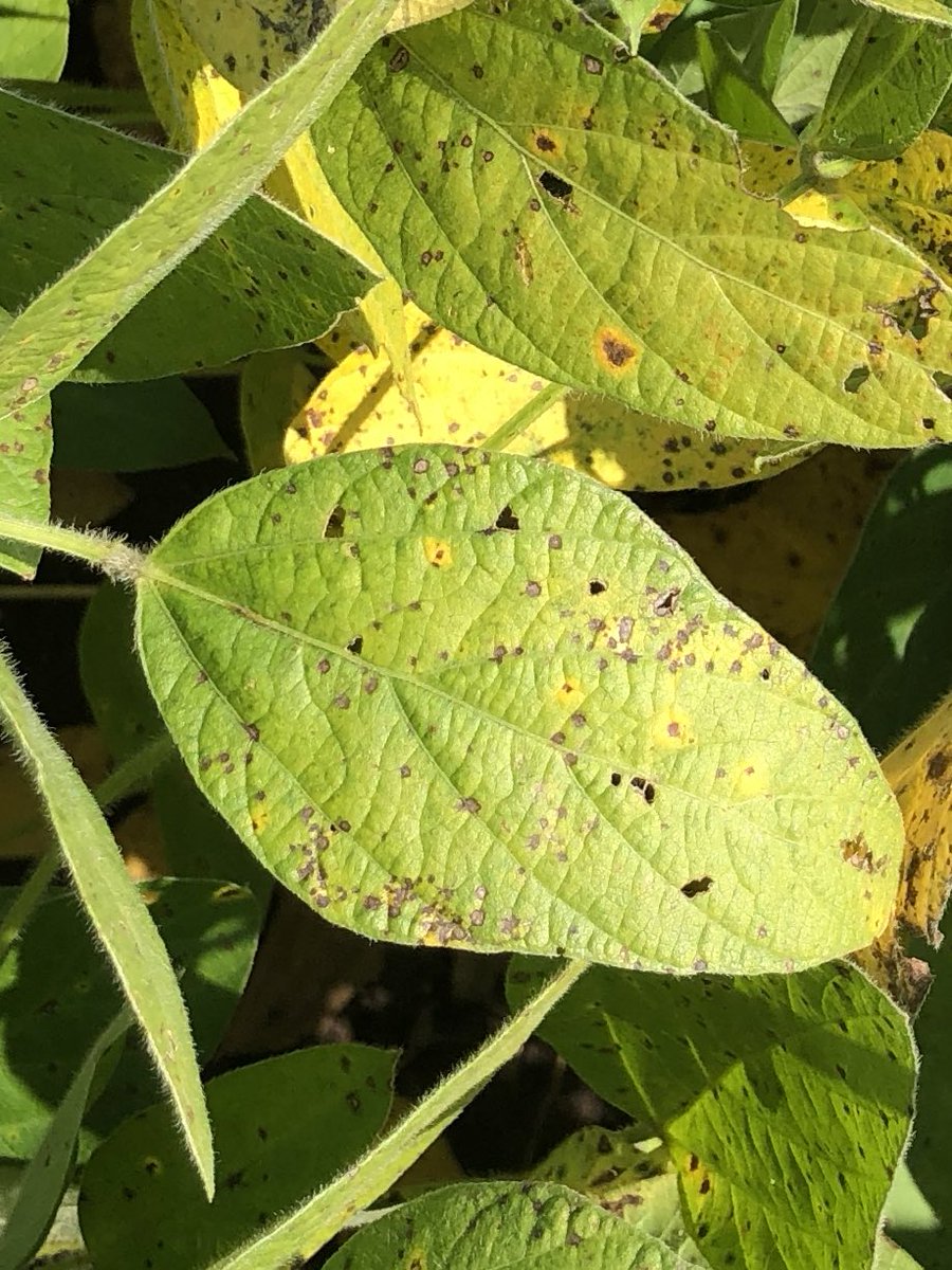 Anyone wandering through soybean fields still? My lab is looking for ~10 leaves with frogeye leaf spot from each Iowa county. PM me if you can send me leaves. Thanks!
