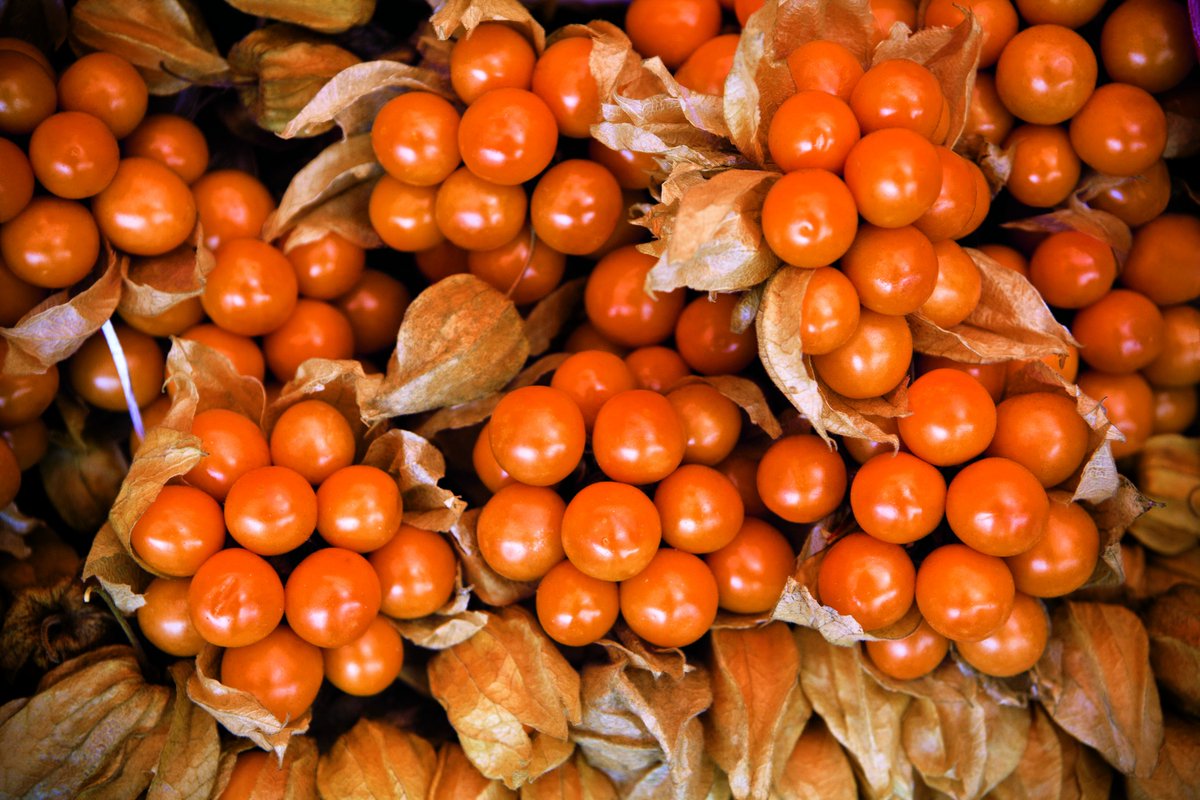 fruta peruana para la diabetes fruta peruana para la diabetes