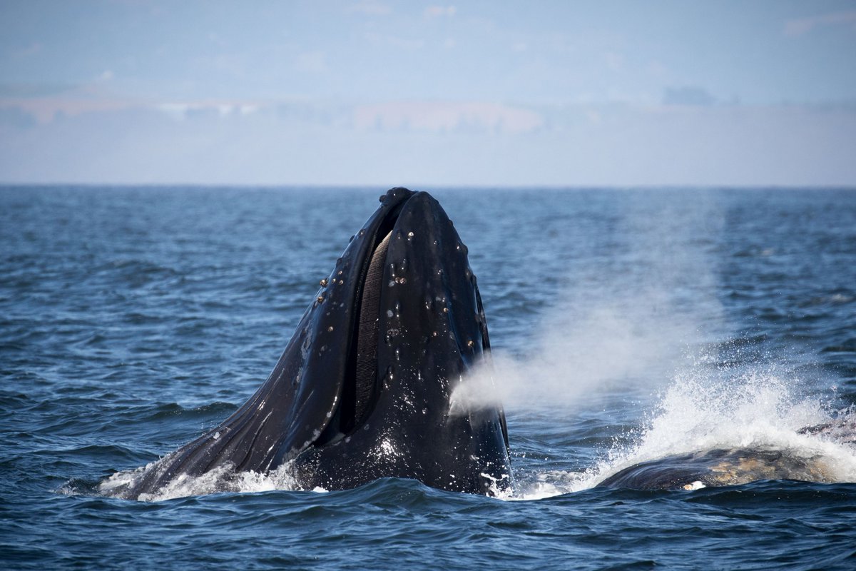 Risso's Dolphins and Humpbacks Whales today! Awesome lunge feeding this afternoon! discoverywhalewatch.com/september-25th…