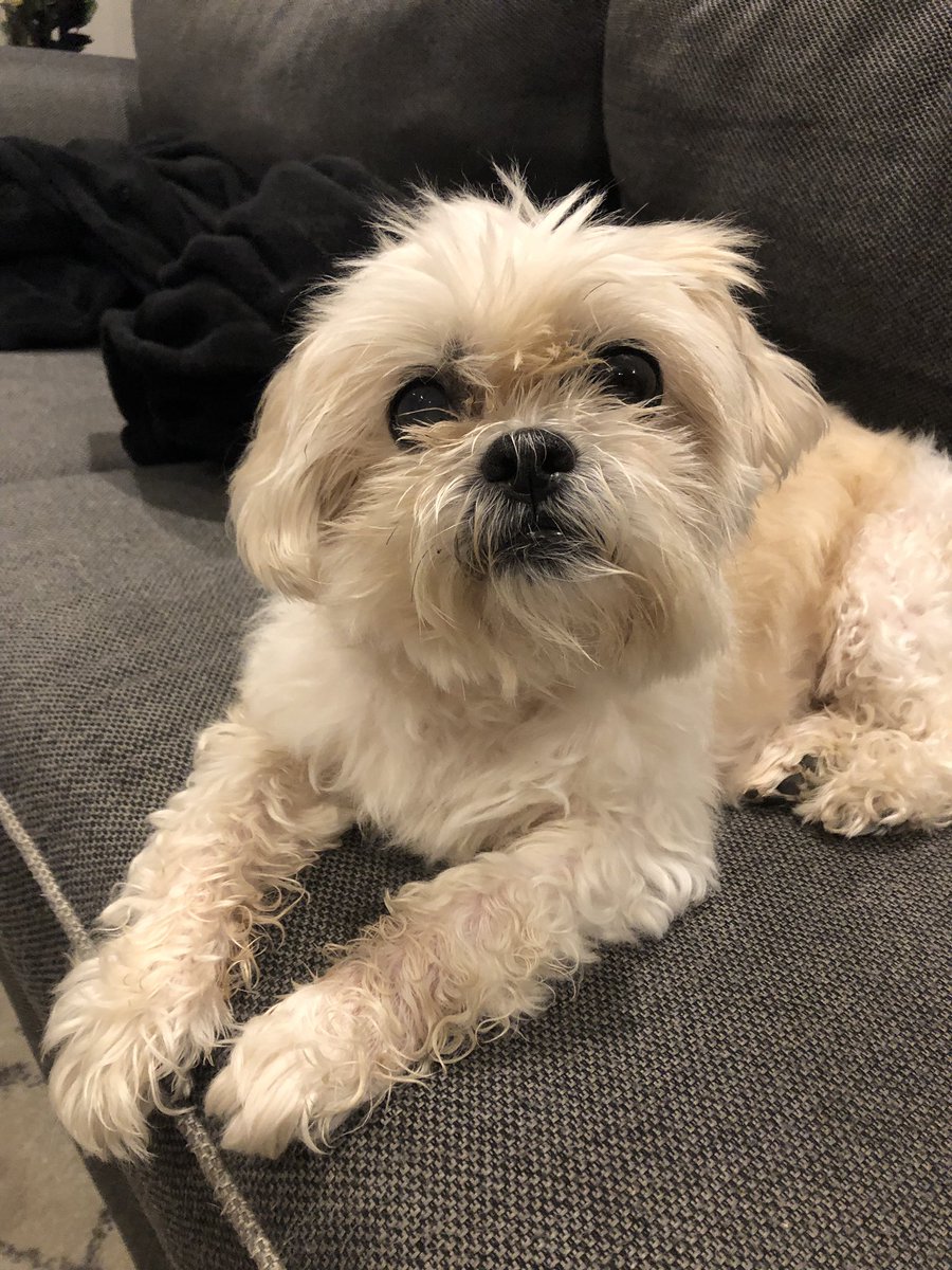 katiefergggg's tweet photo. If today also felt stressful or overwhelming to you, here’s my blissfully oblivious Daisy just staring. #dogsoftwitter #howisitonlywednesday https://t.co/9yd13rJXjw
