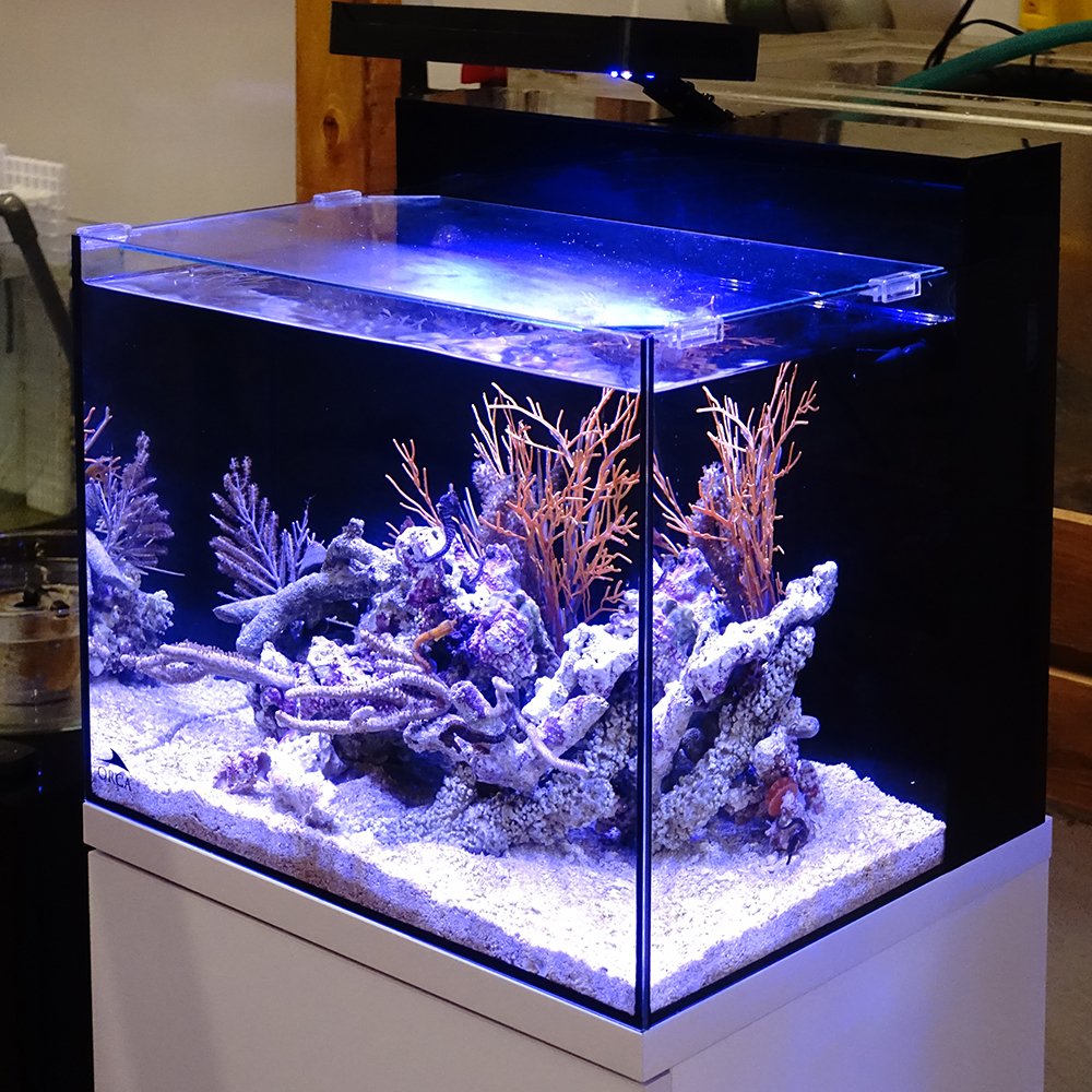 チャーム公式 館林店にスタイリッシュな一体型システムタンク Shell2 のレイアウトが完成しました 人気のタツ カリビアンシーホース を入れ 枝状ライブロックを上手に組み合わせた見ごたえのある仕上がりです なお これと同じ水槽とキャビネット