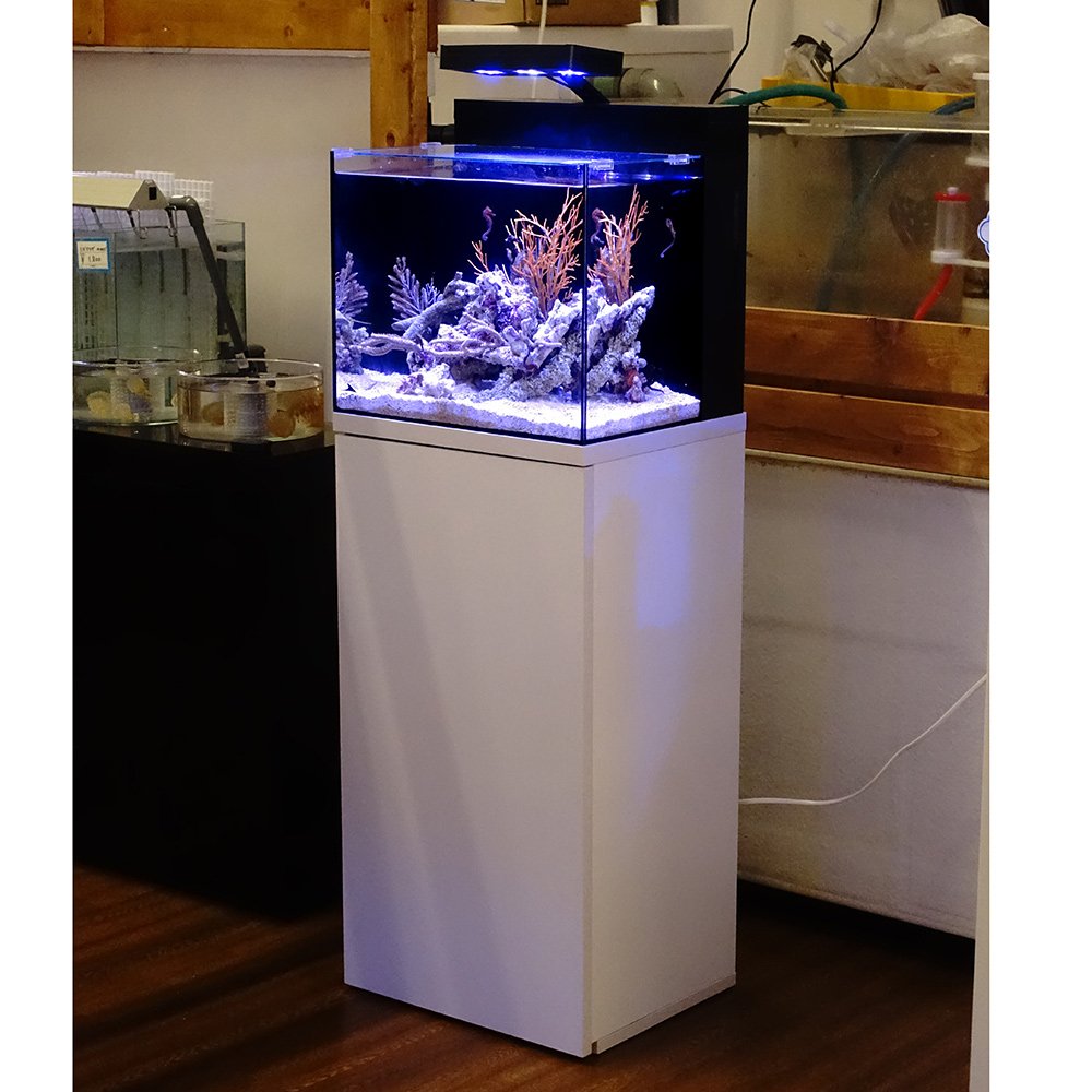 チャーム公式 館林店にスタイリッシュな一体型システムタンク Shell2 のレイアウトが完成しました 人気のタツ カリビアンシーホース を入れ 枝状ライブロックを上手に組み合わせた見ごたえのある仕上がりです なお これと同じ水槽とキャビネット