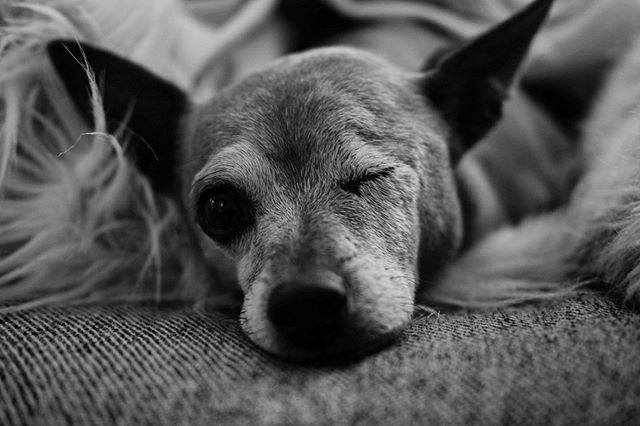james_fedele's tweet photo. #fujifilm #fujifilmxpro2 #xf35mmf2 #fritoburrito #fritofund #savealife #rescuedog #mirrorless #jamesfedele #charlottenc #instagram #injuredanimals 
https://t.co/GHHFz7bLsf https://t.co/ZRv2d1nJVb https://t.co/lez5RUKUvN