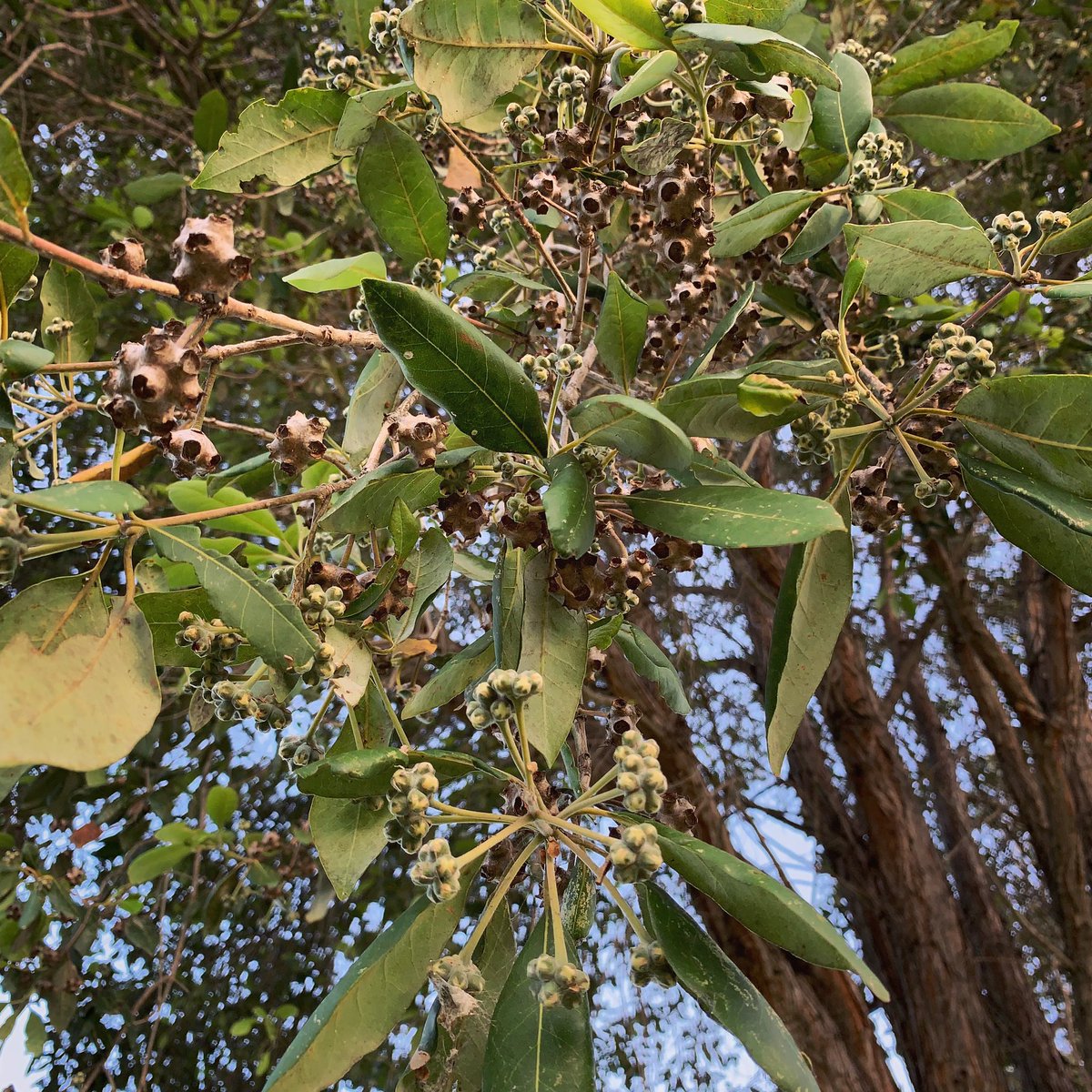trees_of_sydney's tweet photo. π³ Syncarpia glomulifera (Turpentine) #syncarpiaglomulifera #turpentine #yanderra #syncarpia #myrtaceae #angiosperm #australiannativetrees #australiannatives #treesoftheworld #treesofsydney #sydneytrees #trees #tree #sydney https://t.co/5YEOXKlwtB