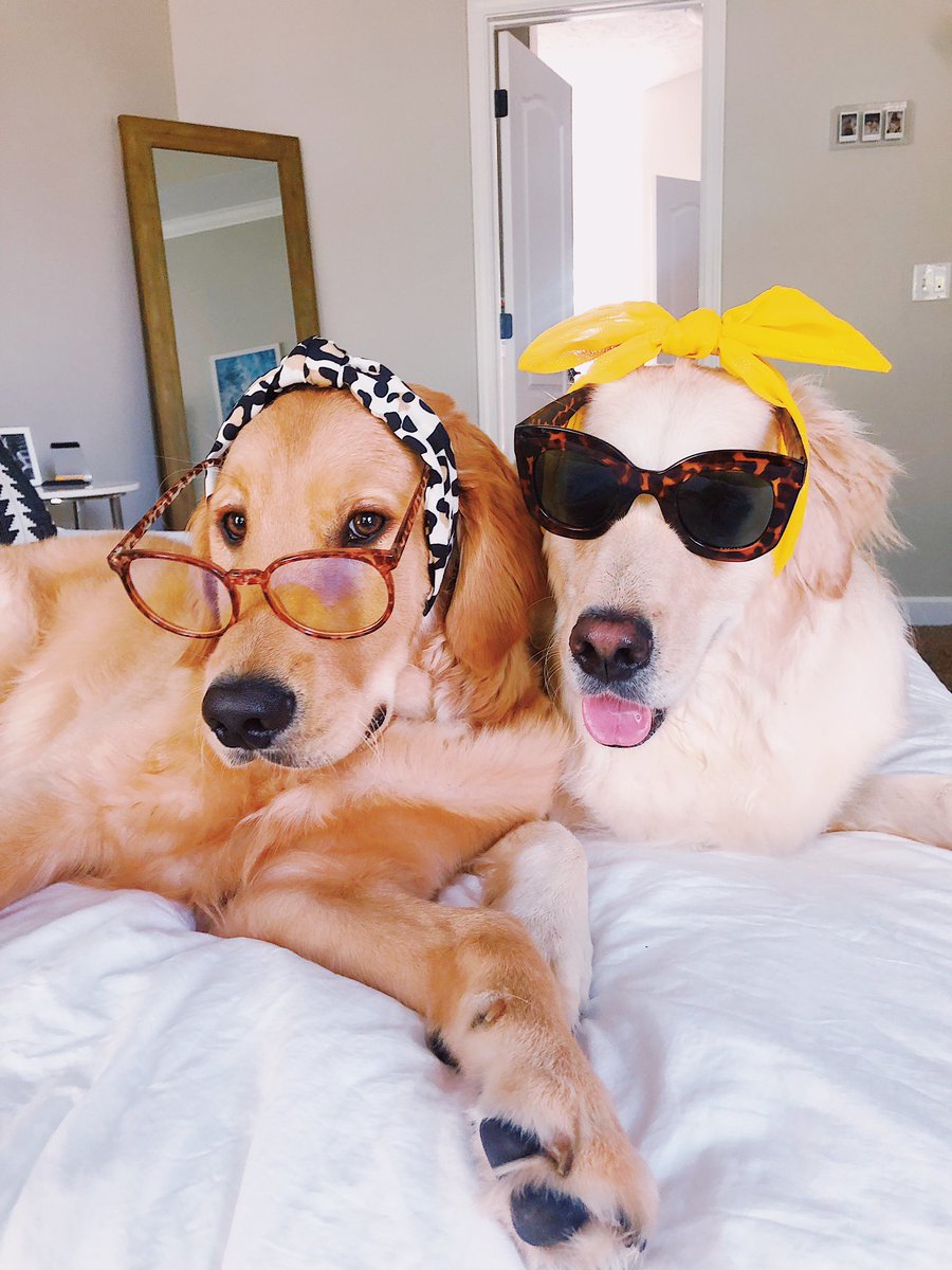 mindywhite's tweet photo. @CuteEmergency !!!!! So cute 😭❤️ how can we submit pupperinos to you? @lunanharry would love to be featured! https://t.co/nEfX5wXqdF