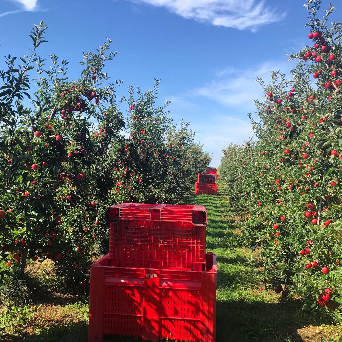 #harvest2019 starting to really kick off now! 🍎 #onappleaday #ontag #loveontfood #goodthingsgrowinontario @ontarioapples @FoodlandOnt