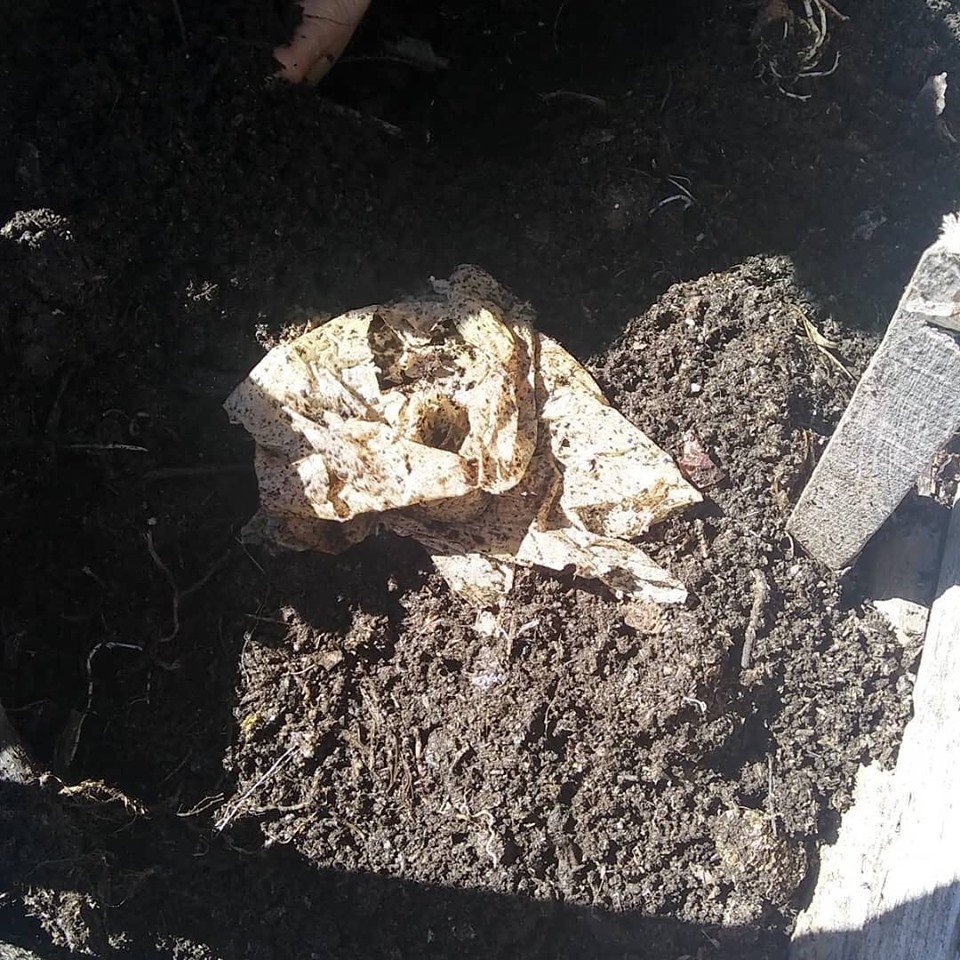 biotransito's tweet photo. #Compostando bolsas de almidón #Biotransito en el módulo #Agroecológico de #INTA Valle Inferior #Viedma 100% Biodegradables y Compostables @intaargentina @INTAAgroind @AltoValleInta @AgriculturaAR @ONUMedioAmb @tzaninetti @AmbienteNacion  @CMNUCC @gerpratto @lalocadeltaper https://t.co/hfnXoaRG8U