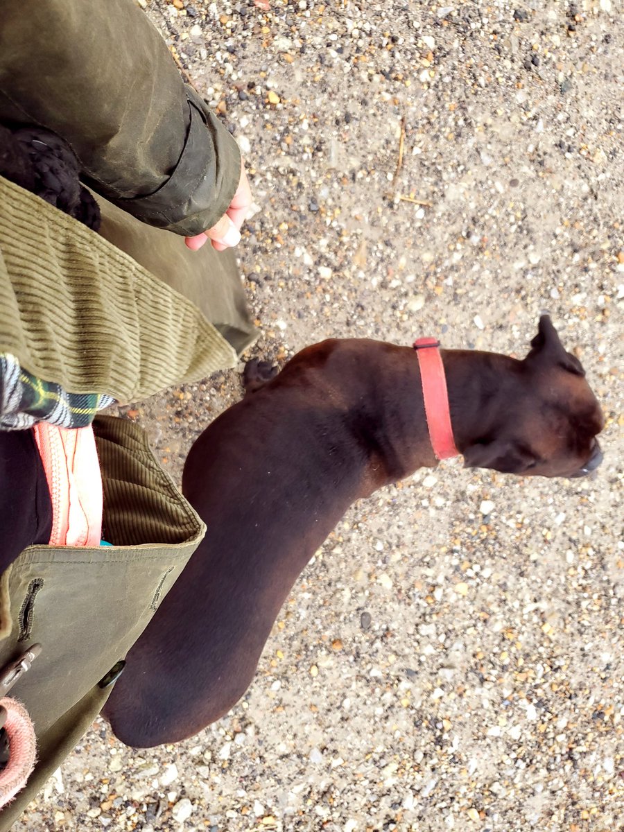 TrayDavers's tweet photo. Got out the old Barbour for dog walking today!
#barbour #sussexbulldog #dogwalking https://t.co/Eg3JdGbSGy