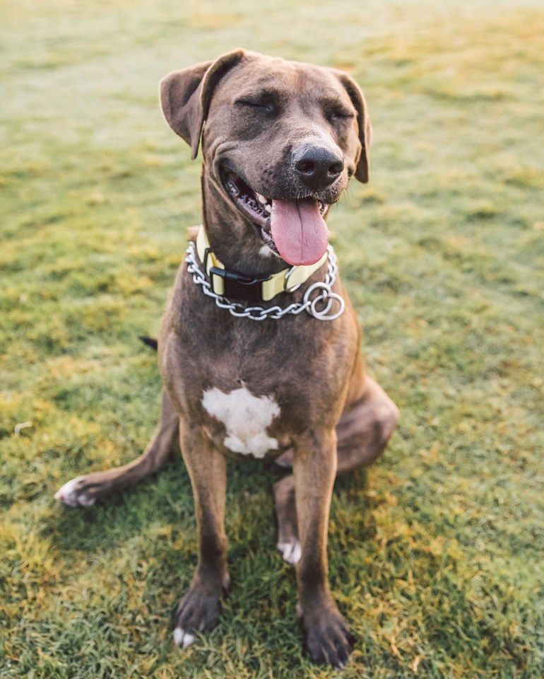 Addi, the 3yr old Pit/Lab mix. Currently on her way to raid Area 51 and is out of office. Please don’t disturb her while she’s on this mission.