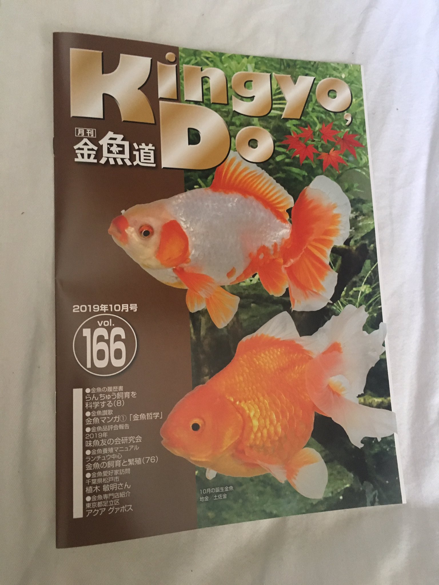 西山宗一 月刊 金魚道 より 原作 西山宗一 作画 笠井渓 初連載作品 金魚哲学 第1話はvol 166 19年10月号です 嬉しいです T Co Bwzeduk76i Twitter