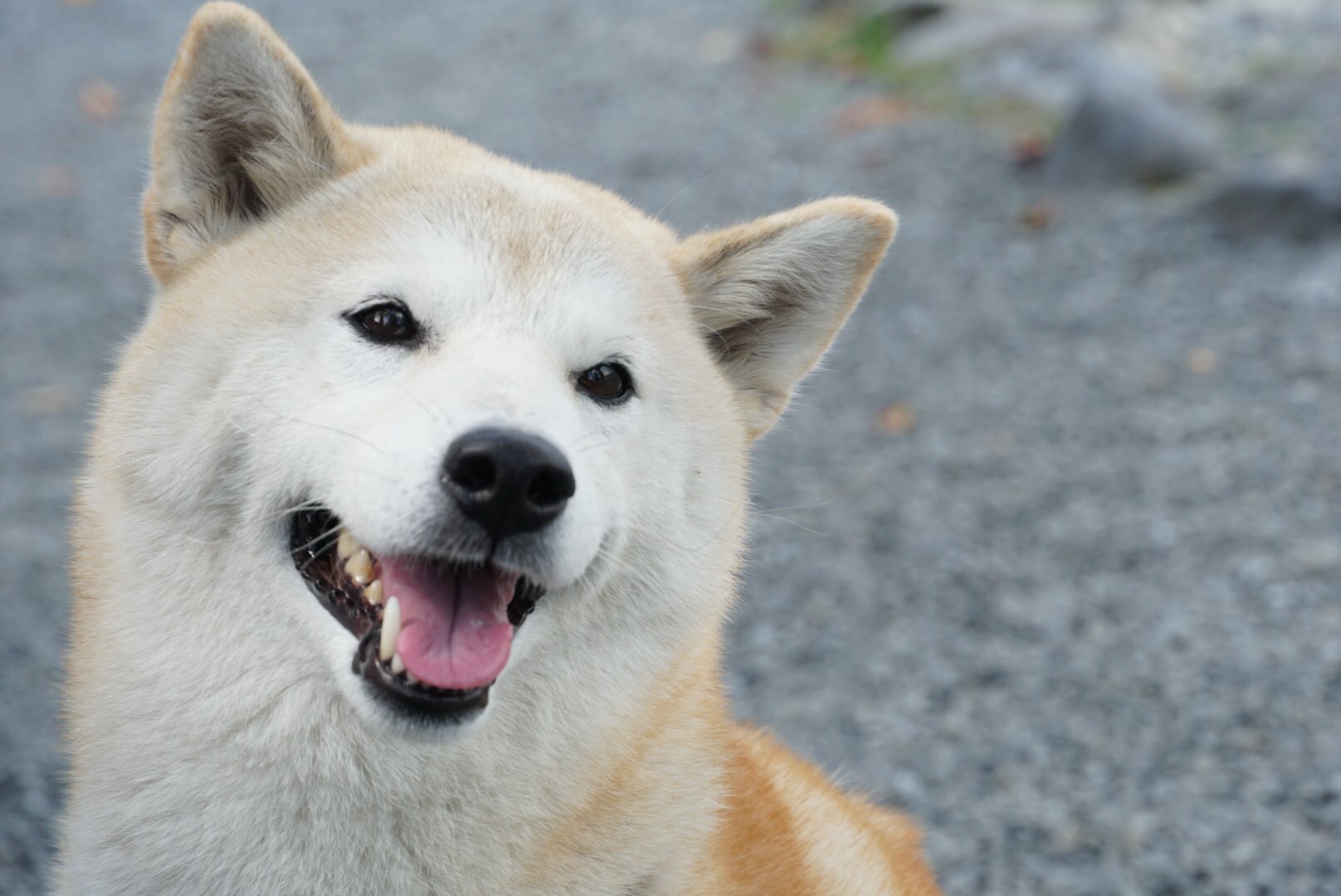 Mkタクシー ベンチに座ってカメラの調整をしていたら 隣の柴犬さんが私の左足を気に入ったらしく なかなか離してもらえなかった にやけ顔 左足に勲章 いえワン章が にやけ顔 飼い犬さんには触る許可と撮影許可を取得してから触ったりさせて頂きました