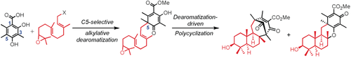 Biomimetic Synthesis of Meroterpenoids by Dearomatization-Driven Polycyclization (Porco) doi.wiley.com/10.1002/anie.2…
