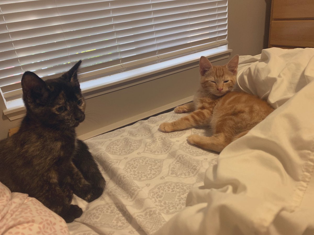naydunc's tweet photo. The newest Duncans. Tigger &amp; Pooh Bear. #furbabies https://t.co/BOJkSrL4ab