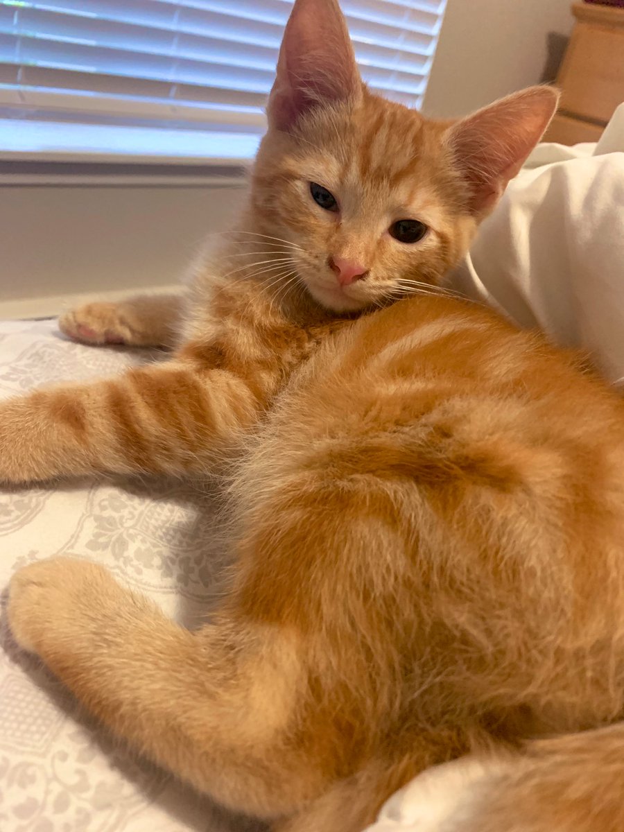 naydunc's tweet photo. The newest Duncans. Tigger &amp; Pooh Bear. #furbabies https://t.co/BOJkSrL4ab
