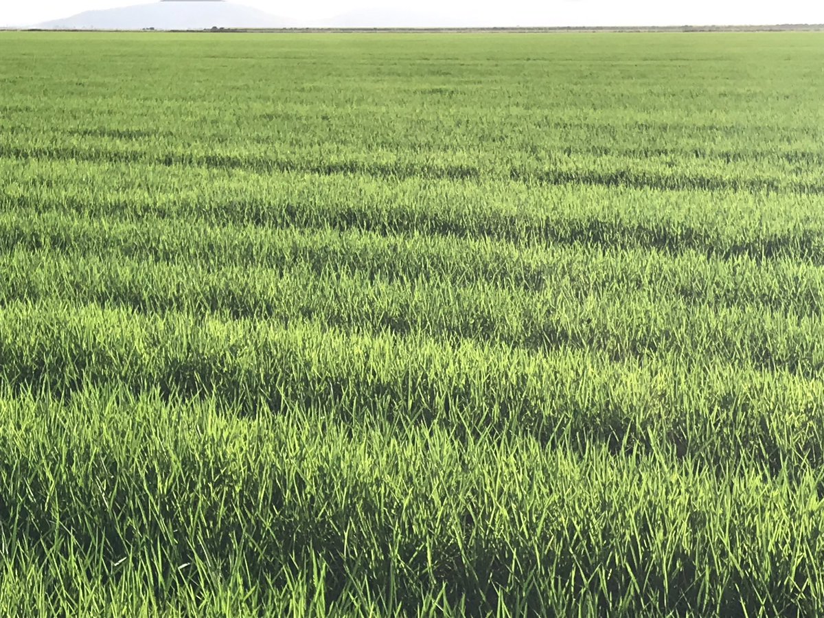 RiceExtension's tweet photo. On a fact finding visit to the Burdekin  to compile a Nth Qld Rice Growing Guide @ricegrowers @GrowerService https://t.co/PgReVxJxBg
