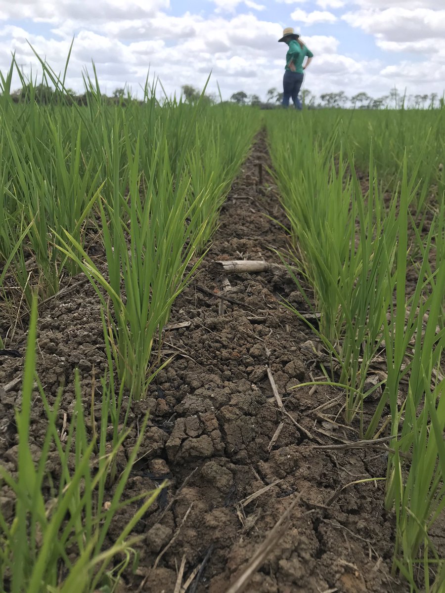 RiceExtension's tweet photo. On a fact finding visit to the Burdekin  to compile a Nth Qld Rice Growing Guide @ricegrowers @GrowerService https://t.co/PgReVxJxBg