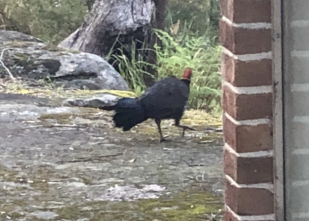 the_jongleur's tweet image. It’s #WorldCassowaryDay and all I got was this #BrushTurkey