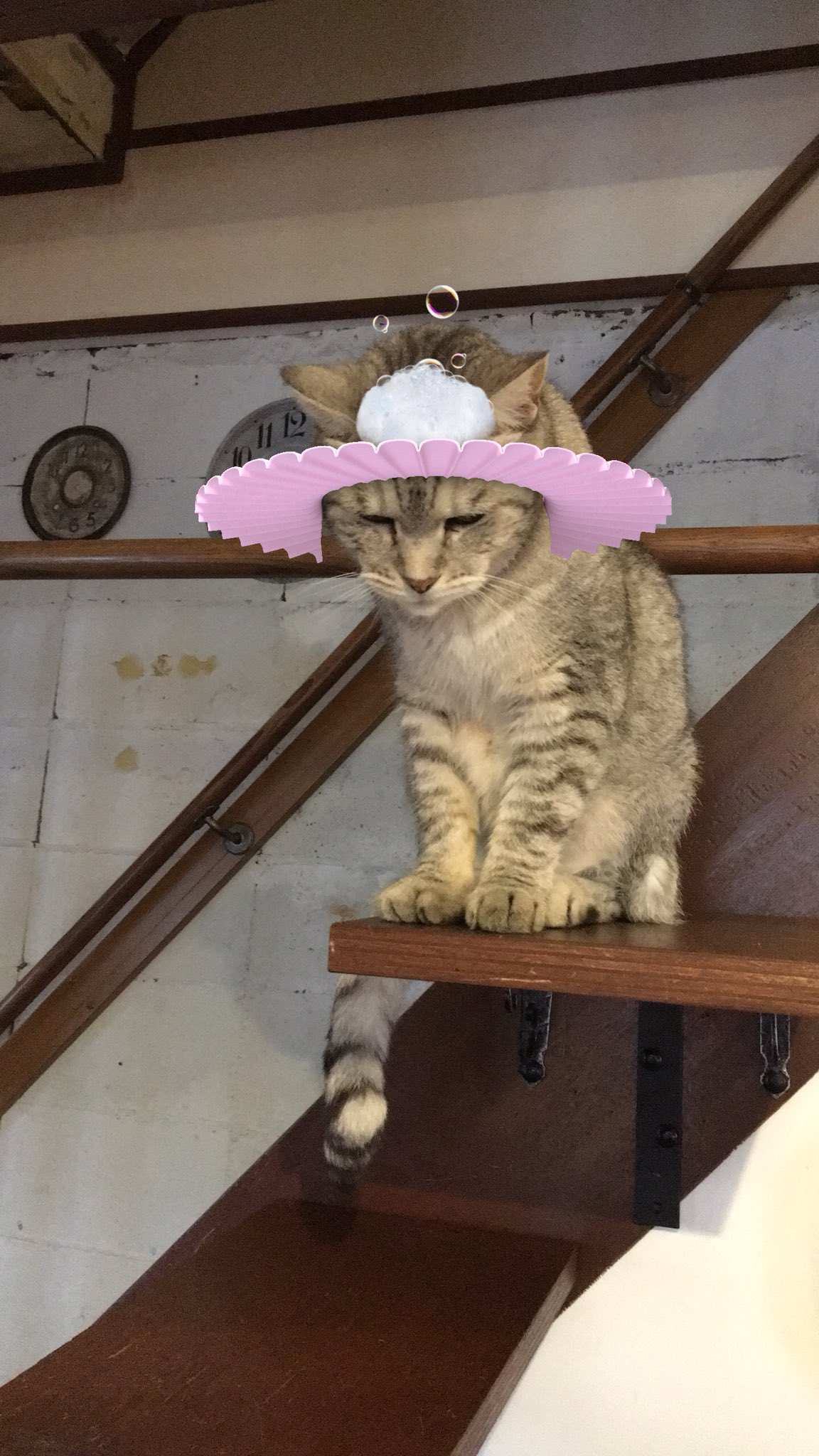Cloud Nineの猫たち Twitter ನಲ ಲ シャンプーハットのみうちゃんとパリピなみうちゃん M 猫カフェ 猫スノー スノーカメラ T Co W8x8oxmufc Twitter